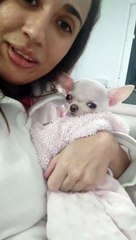 Zoe. A chihuahua que os donos quiseram abater, mas veterinário não deixou