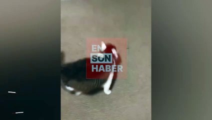 Boş kasesini göstererek mama isteyen kedicik