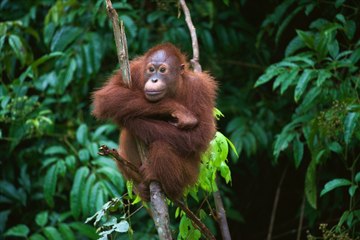 Scottish Scientist captures wild orangutans on video while mapping forests from space