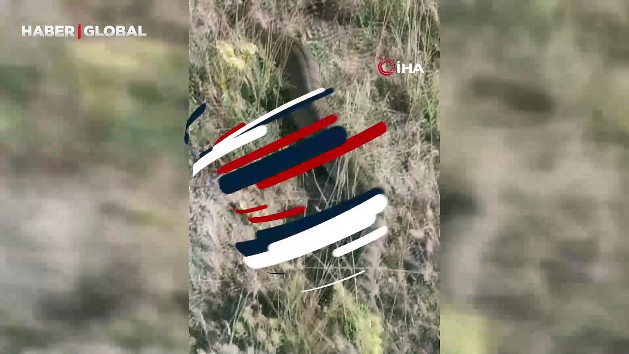 Sivas'ta 'böylesi ilk kez görüldü' zehirli dev yılan şoke etti!