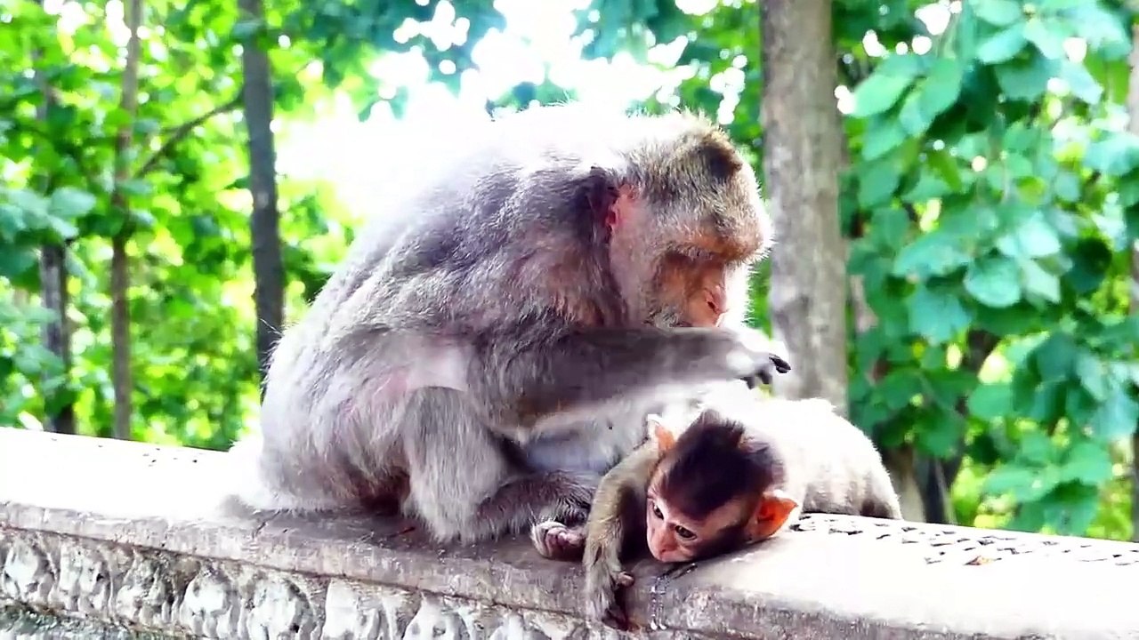 Ah So Funny!, Old Mama Barry Feels So Scary, Barry Rapidly Brought Juvenile Bella Jumps Out