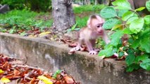 Albert baby is stolen by adult monkey, Aly mom feels really scared, and runs rapidly to rescue baby