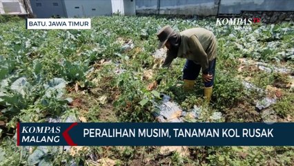 Peralihan Musim, Tanaman Kol Petani Rusak