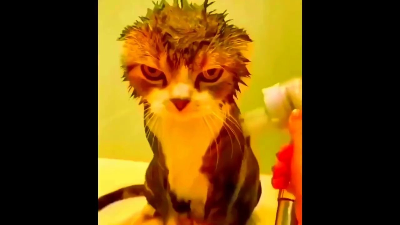 New Funny Animals Video 2023 _ Funniest Cats and Dogs Videos _ New Funny Video Of Cat And Dogs #175