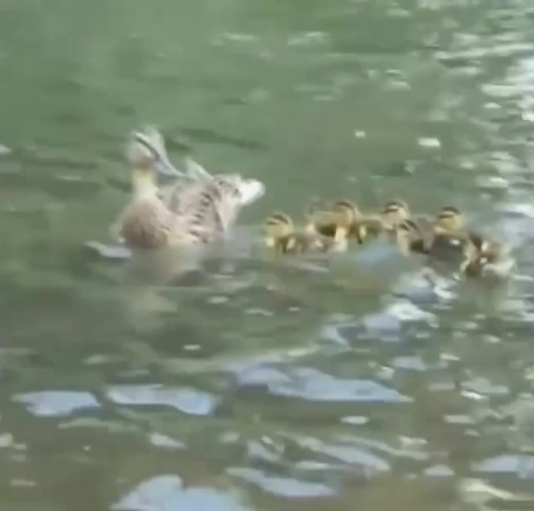 Duck family Rescue