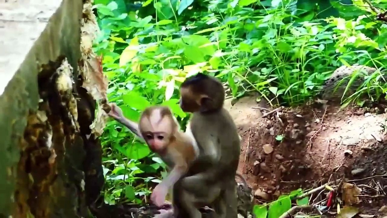 Albert baby jumps to fall on the deep area, Aly gets fear and run rapidly to hold baby up