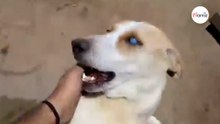 Cane cieco fa qualcosa di molto tenero quando sente la voce del suo migliore amico
