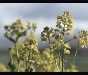 Hakkari Geleneksel Halk Müziği - yuksekovahaber.com