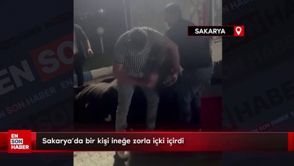 Sakarya'da bir kişi ineğe zorla içki içirdi