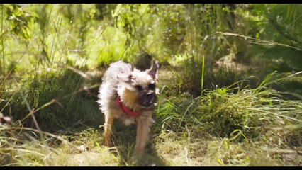 RUIM PRA CACHORRO - Trailer Oficial (Universal Studios) - HD