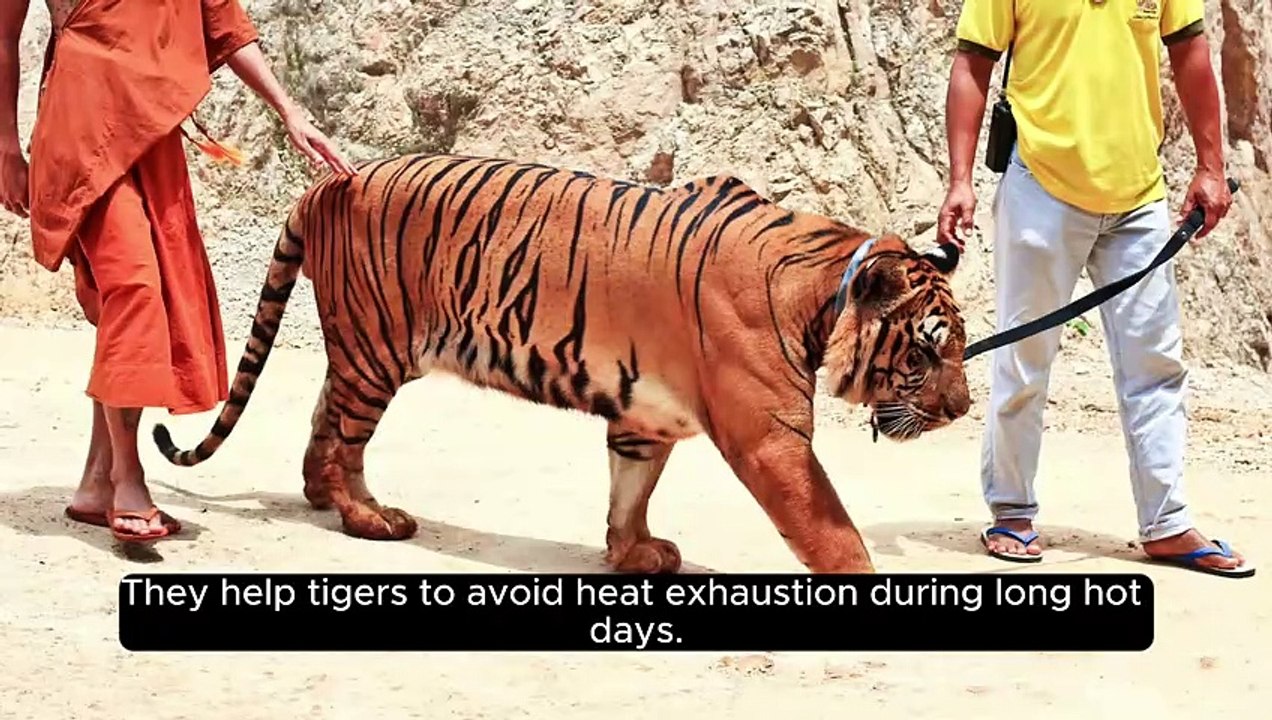 10 unique facts about tigers