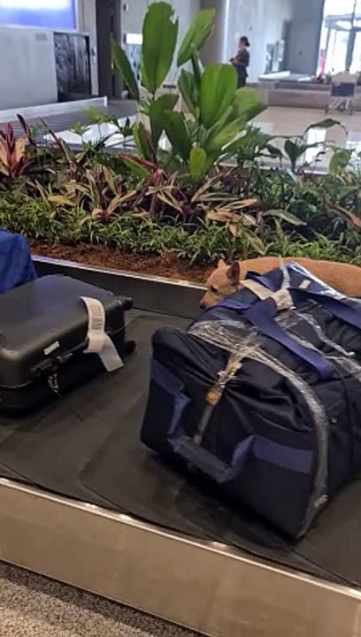 Bomb-Sniffing Dog Patrols the Baggage Claim