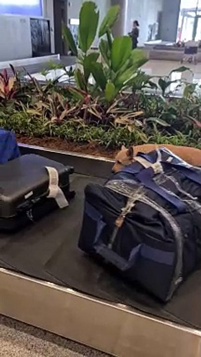 Bomb-Sniffing Dog Patrols the Baggage Claim