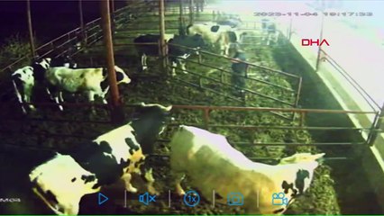 İNEĞİN SALDIRISINA UĞRAYAN BAKICI HASTANELİK OLDU, O ANLAR KAMERADA