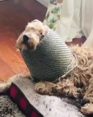 Top 10 Naughty Animals That Really Should Know Better!