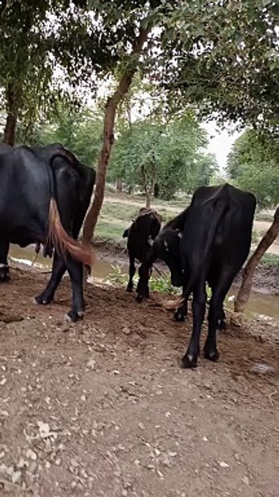 Animals word