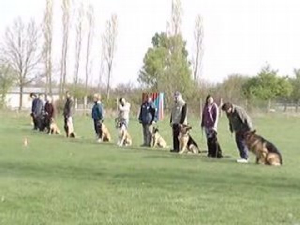La ligne de chien