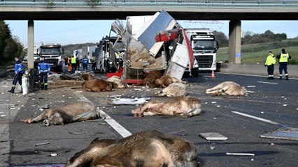 Un fiché S fait demi-tour après l'accident d'une bétaillère et sème le chaos sur l'A43