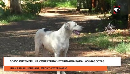 Se viene el Congreso Internacional Veterinario