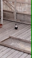 فيديو رائع جدا جدا