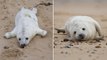 Adorable baby seals explore Norfolk beach as pupping season begins