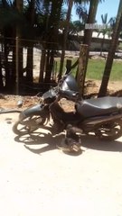 Motociclista bate em búfalo e família denuncia descaso