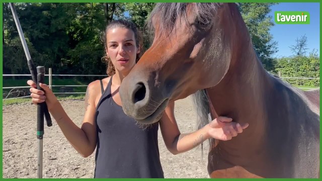 Les chevaux de l’académie Reda et plus de 20 cavaliers et danseurs à voir au PAM de Court-Saint-Etienne