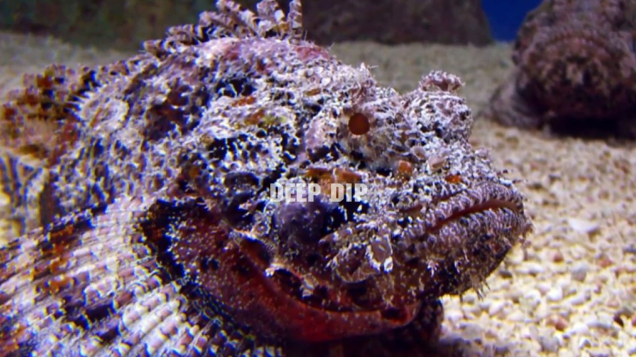 Stonefish Facts & Body Parts | Stonefish | Stonefish Body Parts | #deepdip