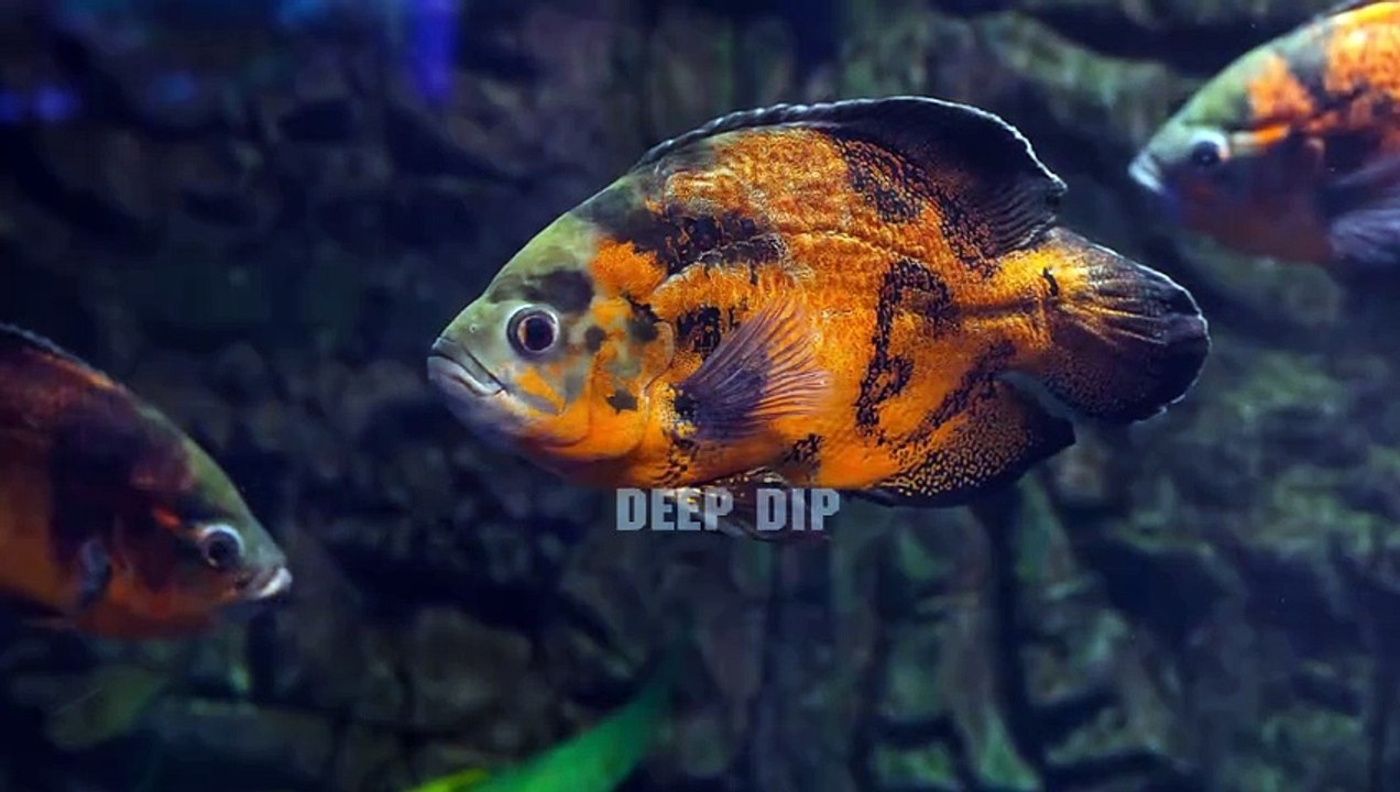 Great White Shark Facts & Body Parts | Great White Shark | Great White Shark Body Parts | #deepdip