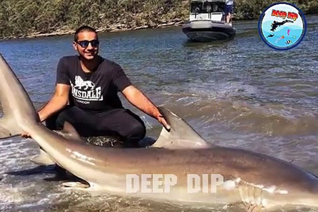 Bull Shark Facts & Body Parts | Bull Shark | Bull Shark Body Parts | #deepdip