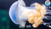 Jellyfish Facts & Body Parts | Jellyfish | Jellyfish Body Parts | #jellyfish  #deepdip