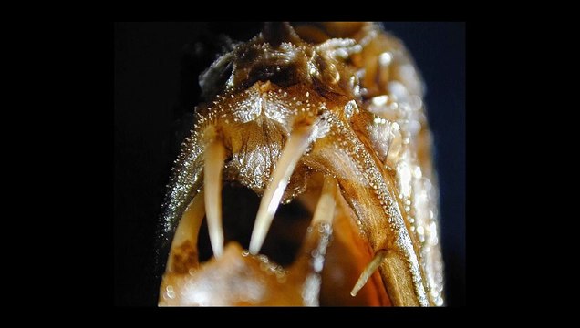 Fangtooth Fish Facts & Body Parts | Fangtooth Fish | Fangtooth Fish Body Parts | #fangtoothfish