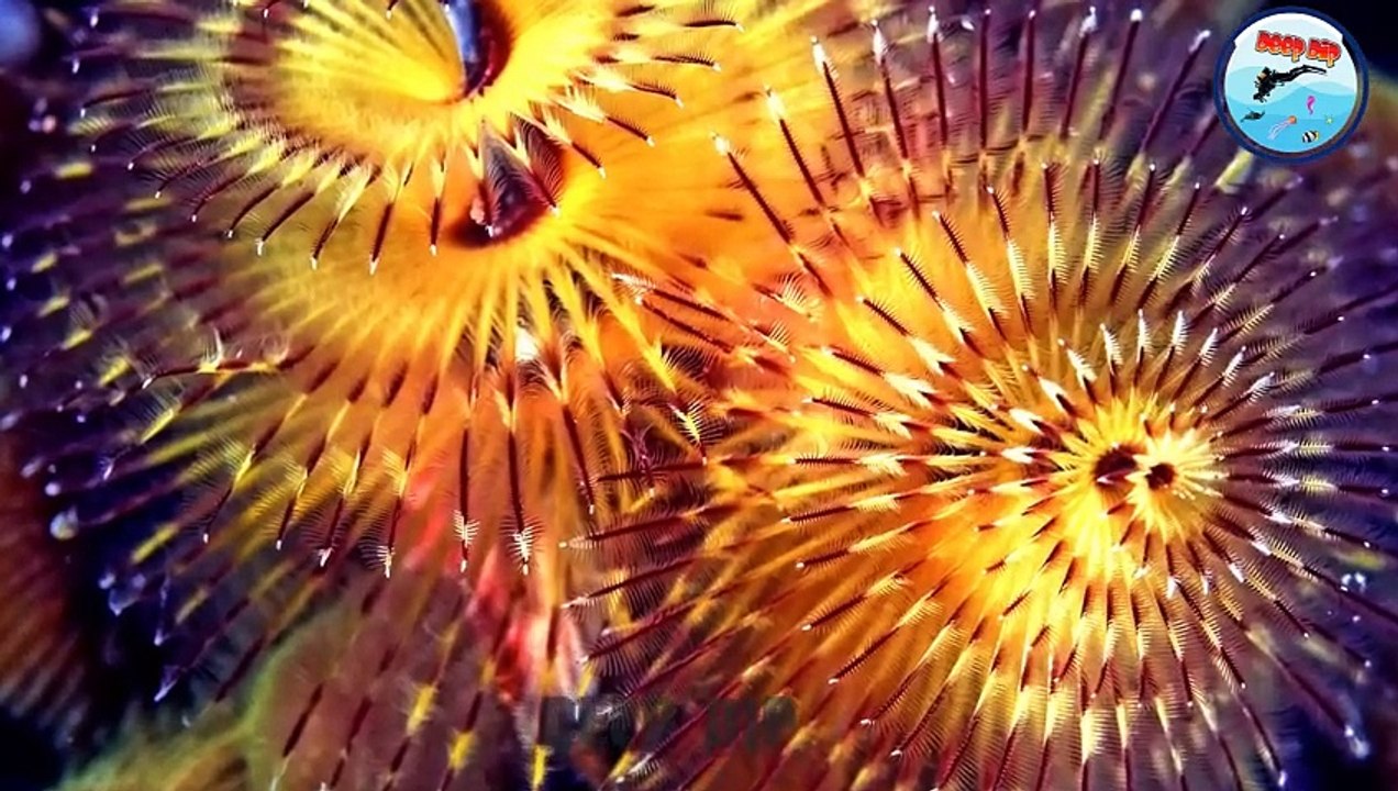 Christmas Tree WormFacts | Christmas Tree WormDocumentary | Christmas Tree Worm| #deepdip