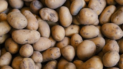 Ultimate Guide to Storing Potatoes for Up to 1 Year 🥔