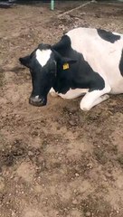 VID-20231103-WA0073