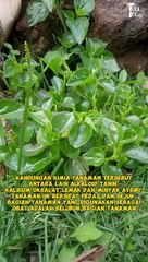 Jangan dulu buang tanaman ini !!!