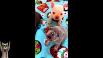 New Funny Animals Video 2023 _ Funniest Cats and Dogs Videos _ New Funny Video Of Cat And Dogs #282