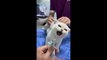 cat and dogs _ cat and dogs funny videos _ cat and dogs movie _ cat and dogs videos @Cat Dogs #05