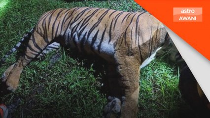 Harimau belang ditemui mati dilanggar treler