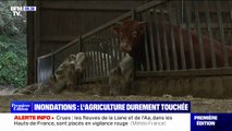 Pas-de-Calais: l'agriculture durement touchée par les inondations