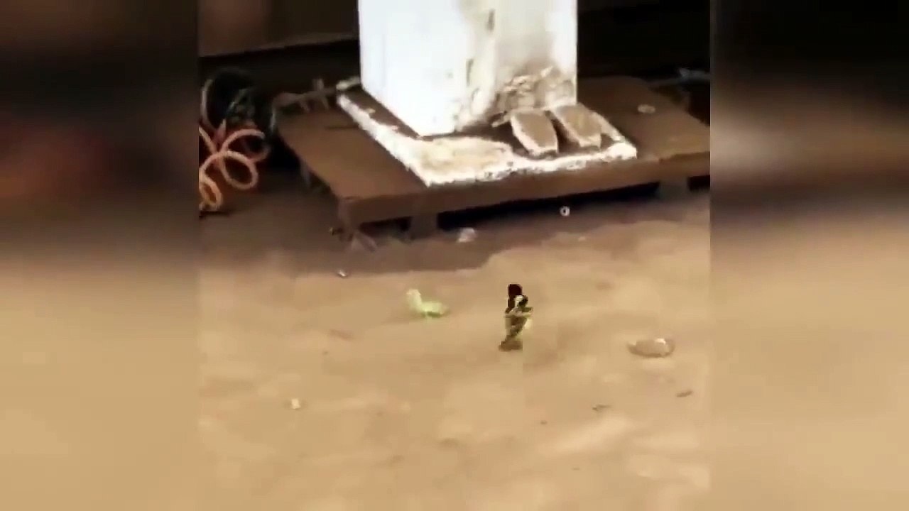 Oiseau VS mante religieuse... mais attendez la fin