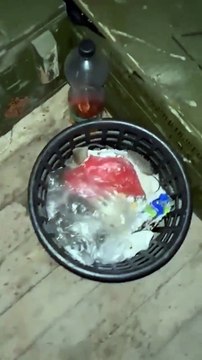 Vivre avec les souris... beaucoup de souris