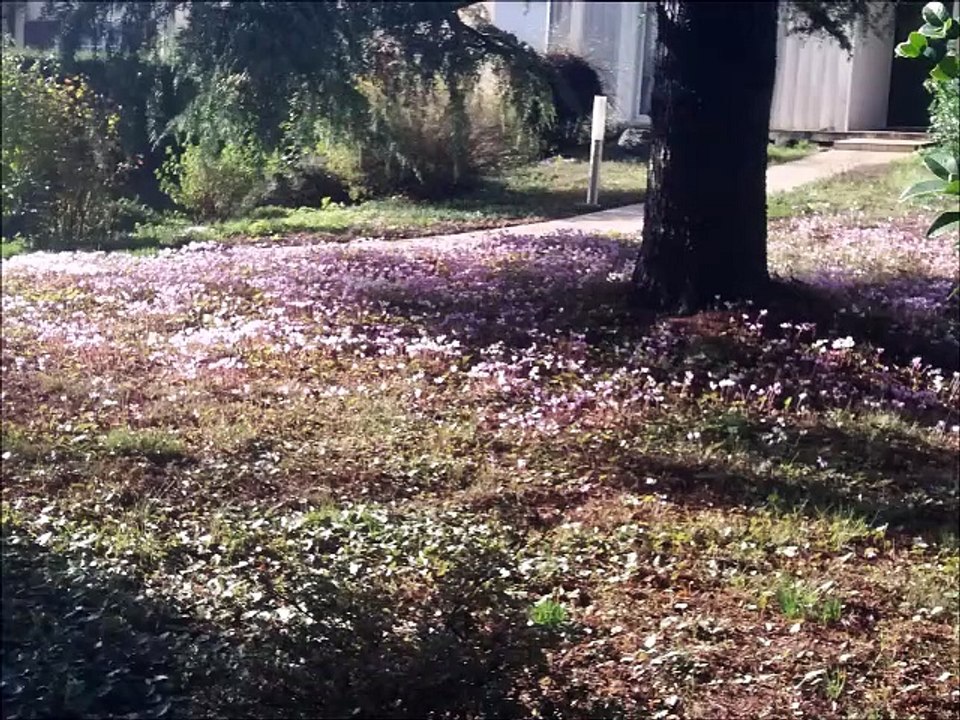 Fleurs