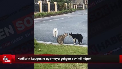 Kedilerin kavgasını ayırmaya çalışan sevimli köpek