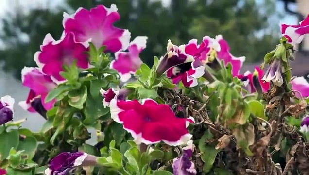 Куры Гриль Приготовленные На Модернизированном Велосипеде_ Нежные Куриные Лапки На Закуску