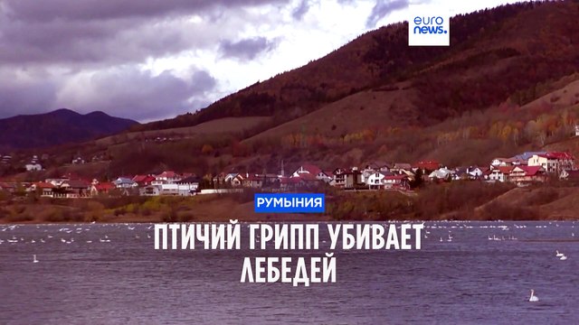 Румыния: птичий грипп убивает лебедей