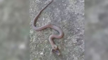 Trabzon'da görüldü! Prof: Ender bir olay