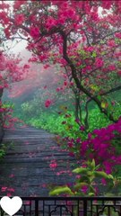 Surh e Rehman Ayyat and beautiful movements of animals