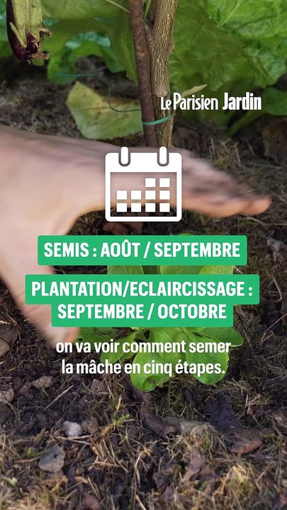Comment semer la mâche au potager ? 5 conseils !