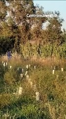 Leone fugge dal circo a Ladispoli